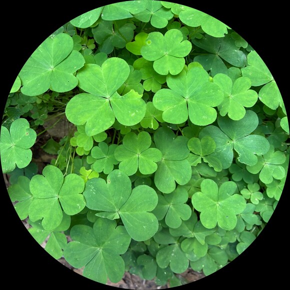 shamrockacre